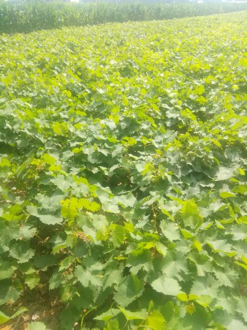 阳光玫瑰，夏黑，巨玫瑰，甜蜜蓝宝石葡萄苗