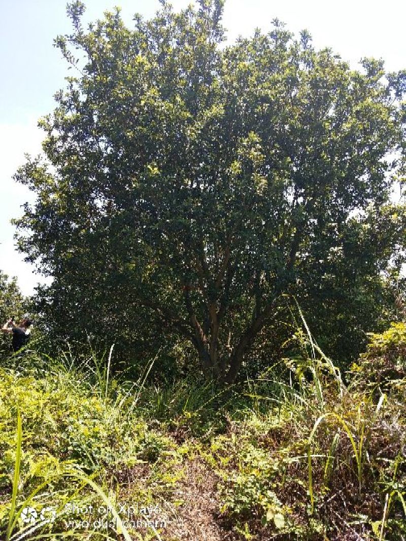 杨梅树20一25公分