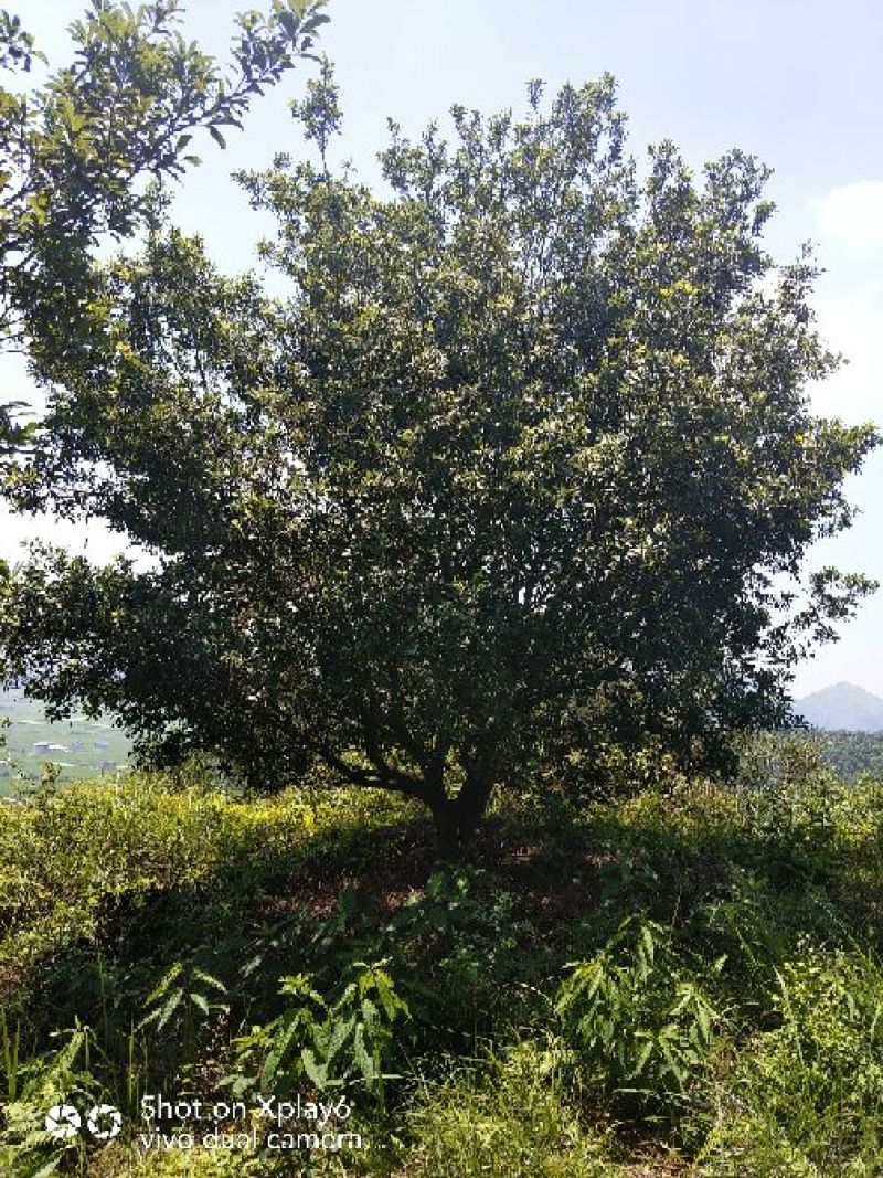 杨梅树20一25公分