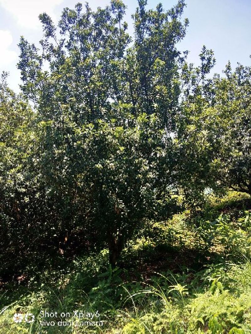 杨梅树20一25公分