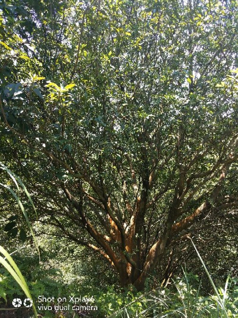 杨梅树20一25公分