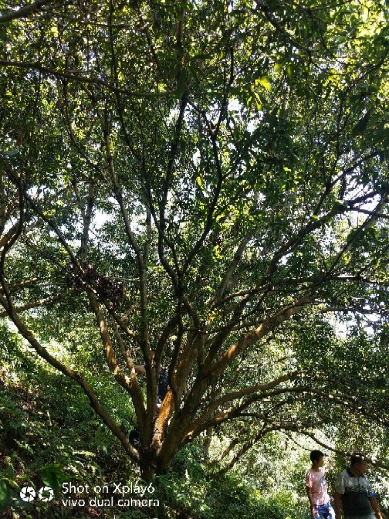 杨梅树20一25公分