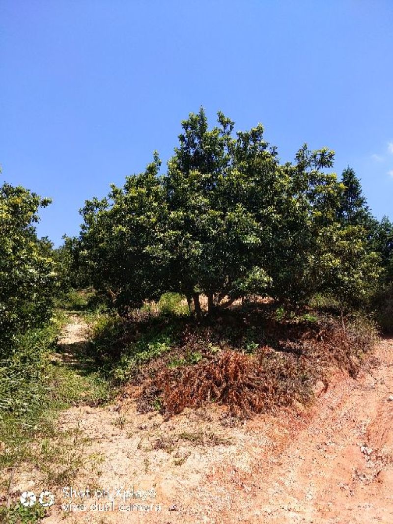杨梅树20一25公分