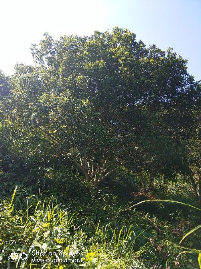杨梅树20一25公分
