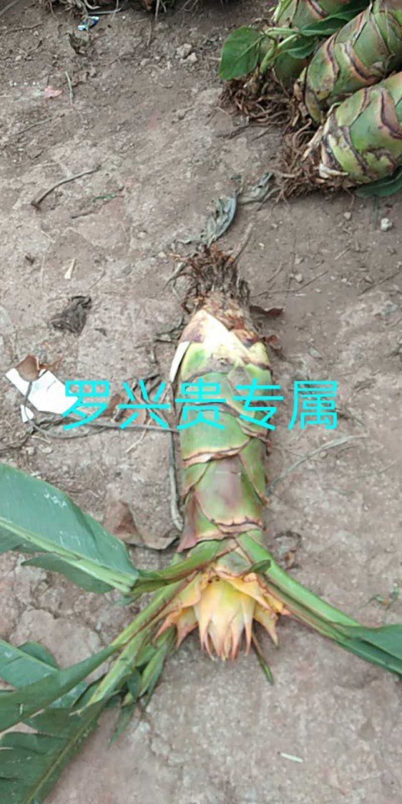 花卉盆景地涌金莲千瓣莲花成活率高一年四季可种