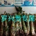 花卉盆景地涌金莲千瓣莲花成活率高一年四季可种
