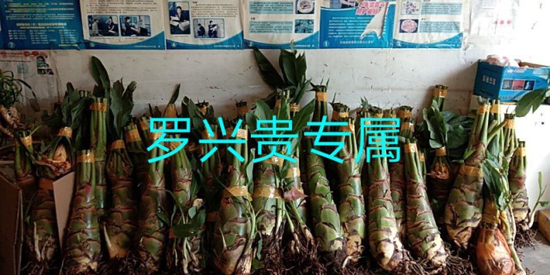 花卉盆景地涌金莲千瓣莲花成活率高一年四季可种