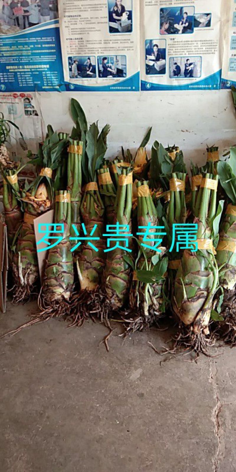 花卉盆景地涌金莲千瓣莲花成活率高一年四季可种