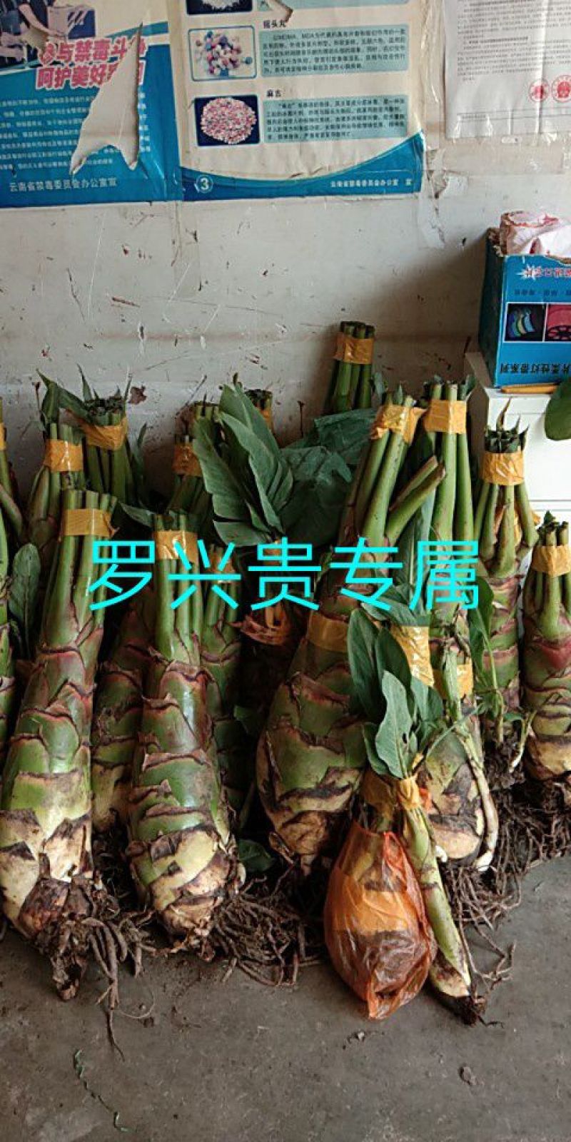 花卉盆景地涌金莲千瓣莲花成活率高一年四季可种