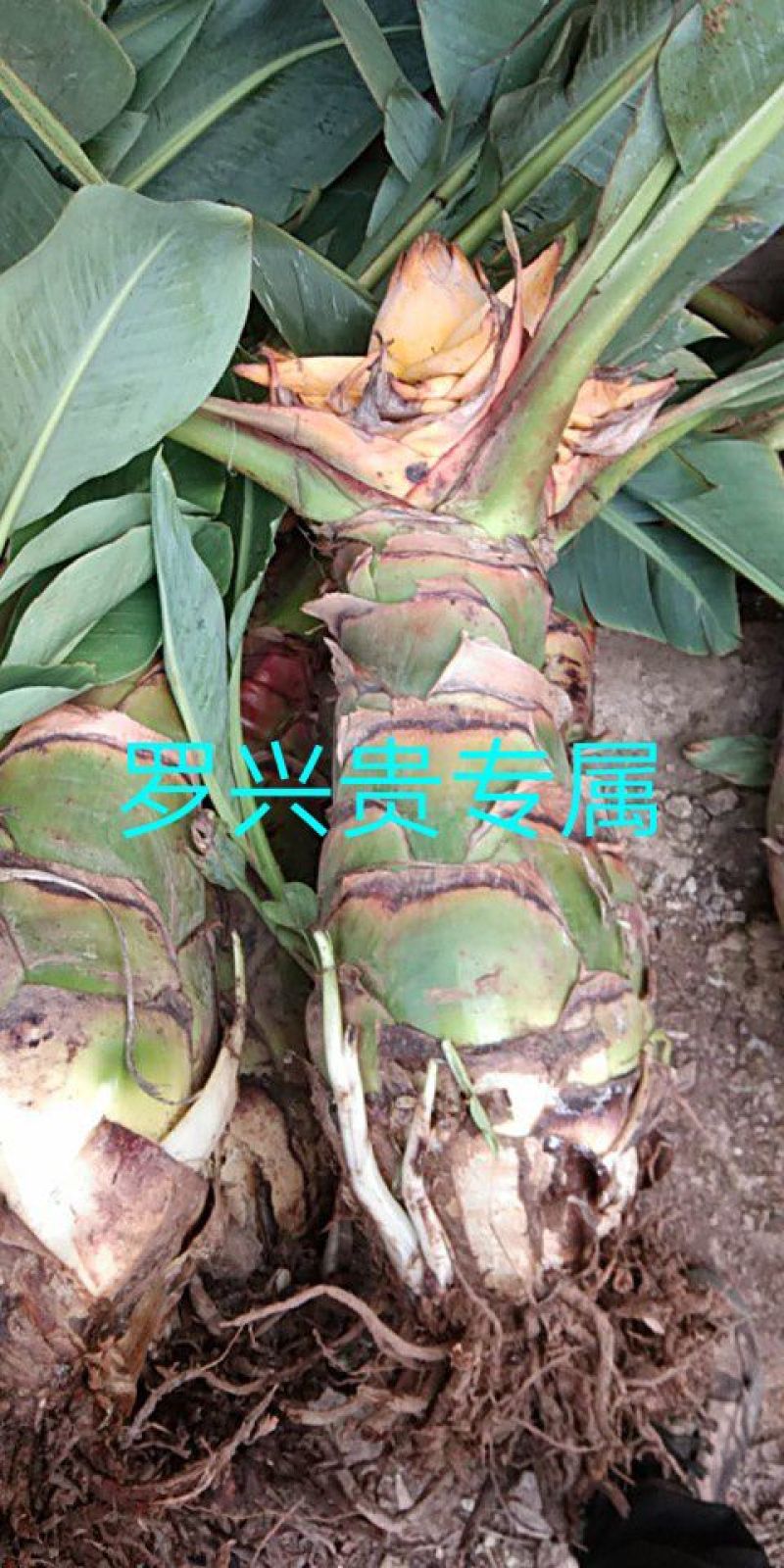 花卉盆景地涌金莲千瓣莲花成活率高一年四季可种