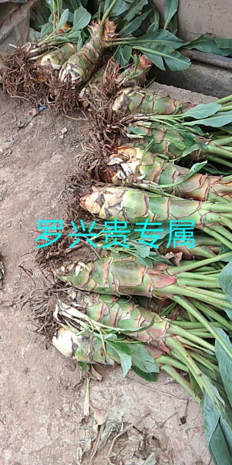 花卉盆景地涌金莲千瓣莲花成活率高一年四季可种