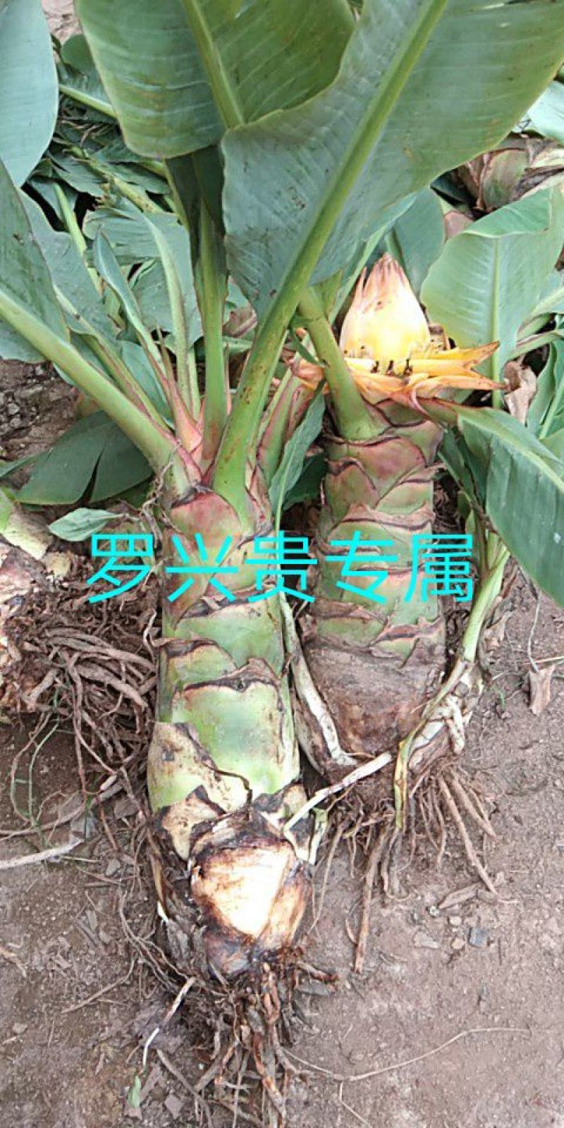 花卉盆景地涌金莲千瓣莲花成活率高一年四季可种