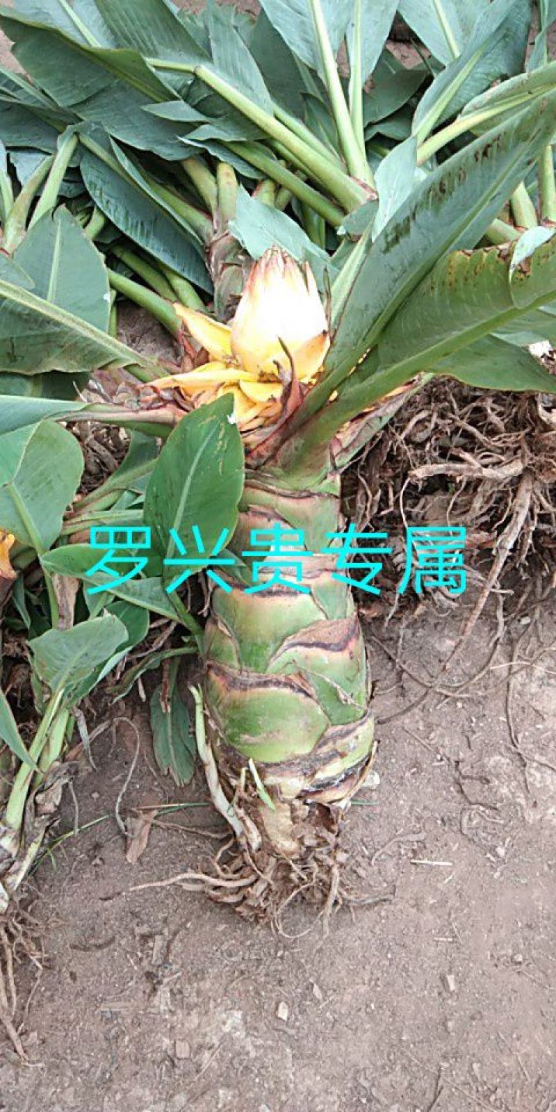 花卉盆景地涌金莲千瓣莲花成活率高一年四季可种
