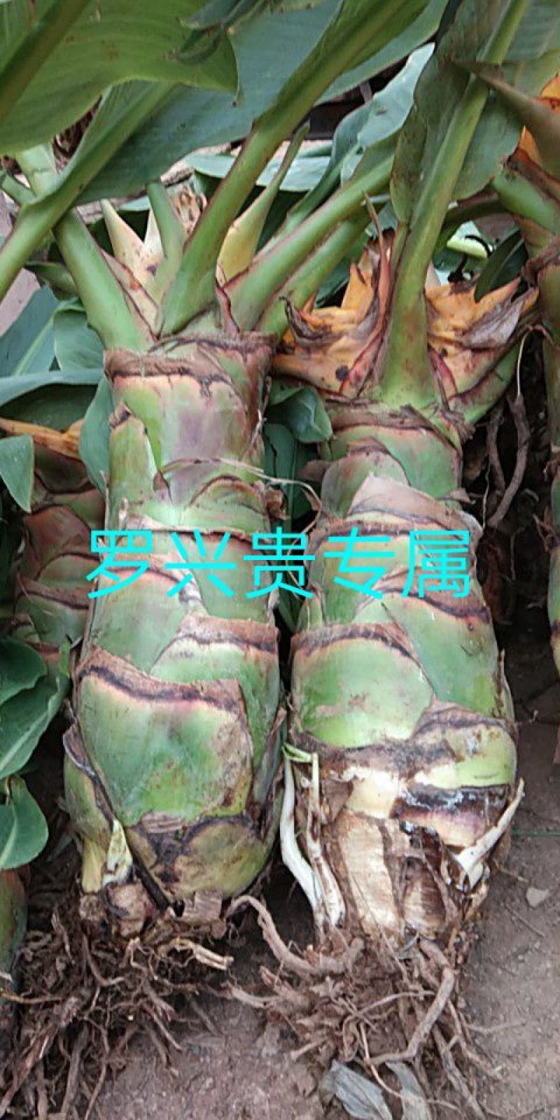 花卉盆景地涌金莲千瓣莲花成活率高一年四季可种