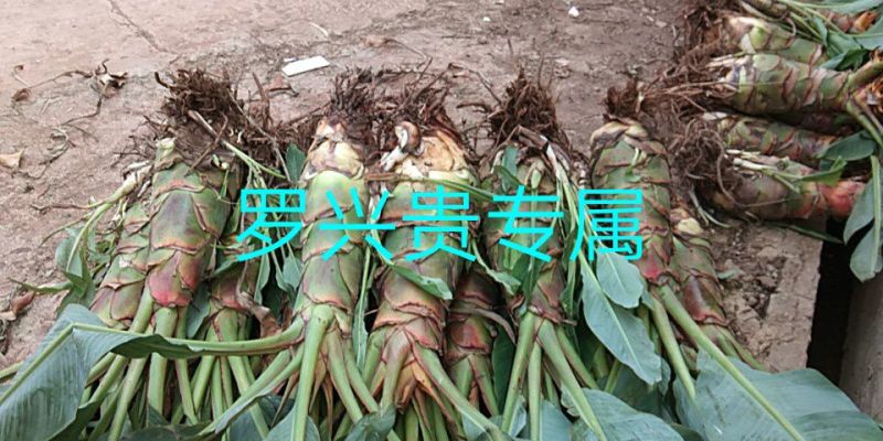 花卉盆景地涌金莲千瓣莲花成活率高一年四季可种