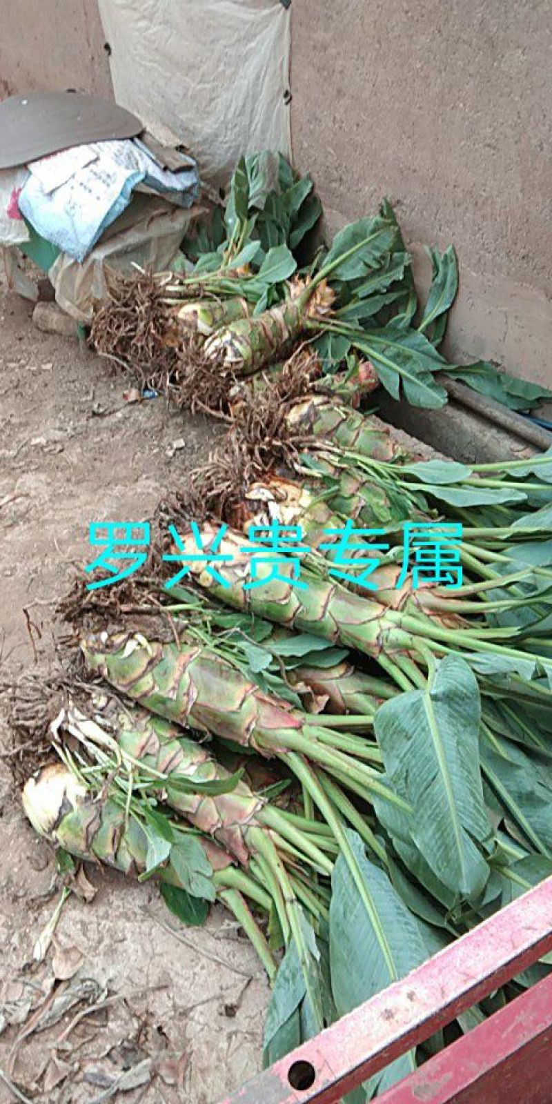 花卉盆景地涌金莲千瓣莲花成活率高一年四季可种
