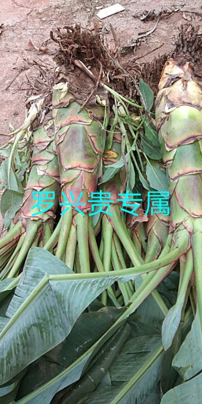 花卉盆景地涌金莲千瓣莲花成活率高一年四季可种
