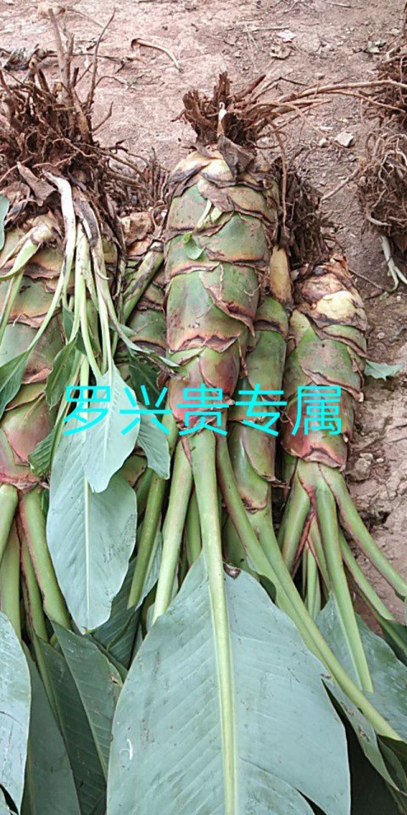 花卉盆景地涌金莲千瓣莲花成活率高一年四季可种