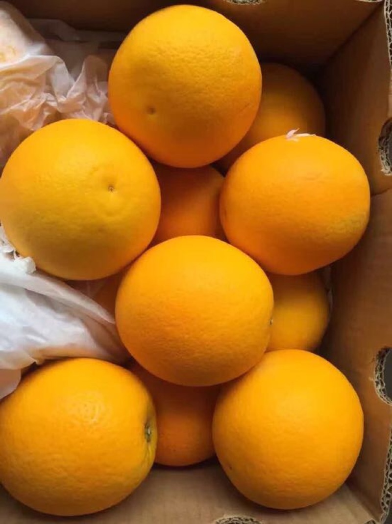 【有好货】进口新鲜南非埃及脐橙甜橙蜜耐酸橙