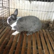 花巨肉兔种兔2~3kg