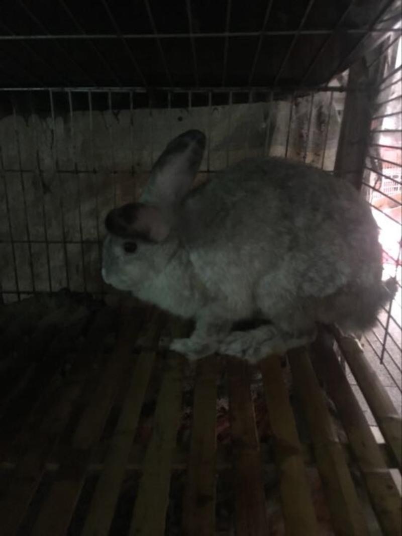花巨肉兔种兔2~3kg