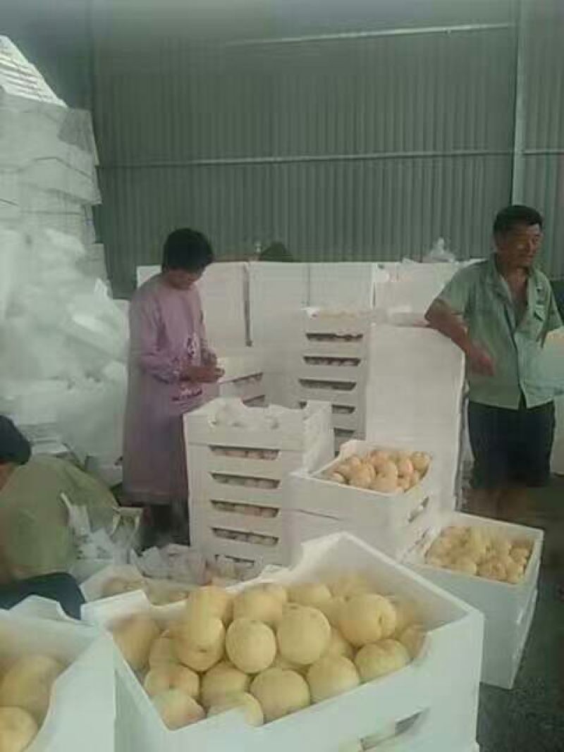 红不软桃70mm以上