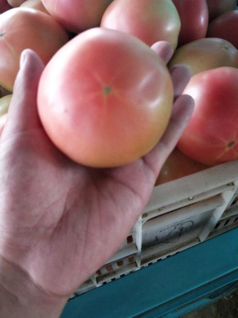 硬粉西红柿弧三以上硬粉看货定价，上货量充足。