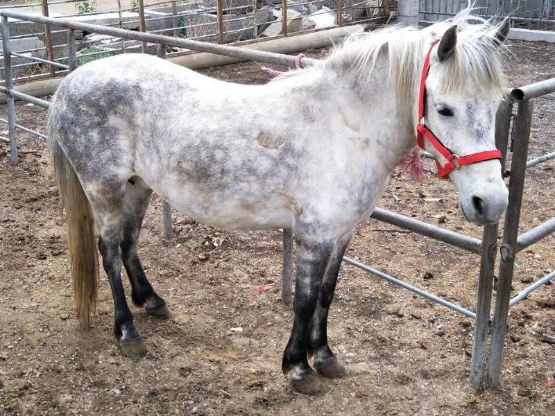 出售骑乘马迷你矮马半血马