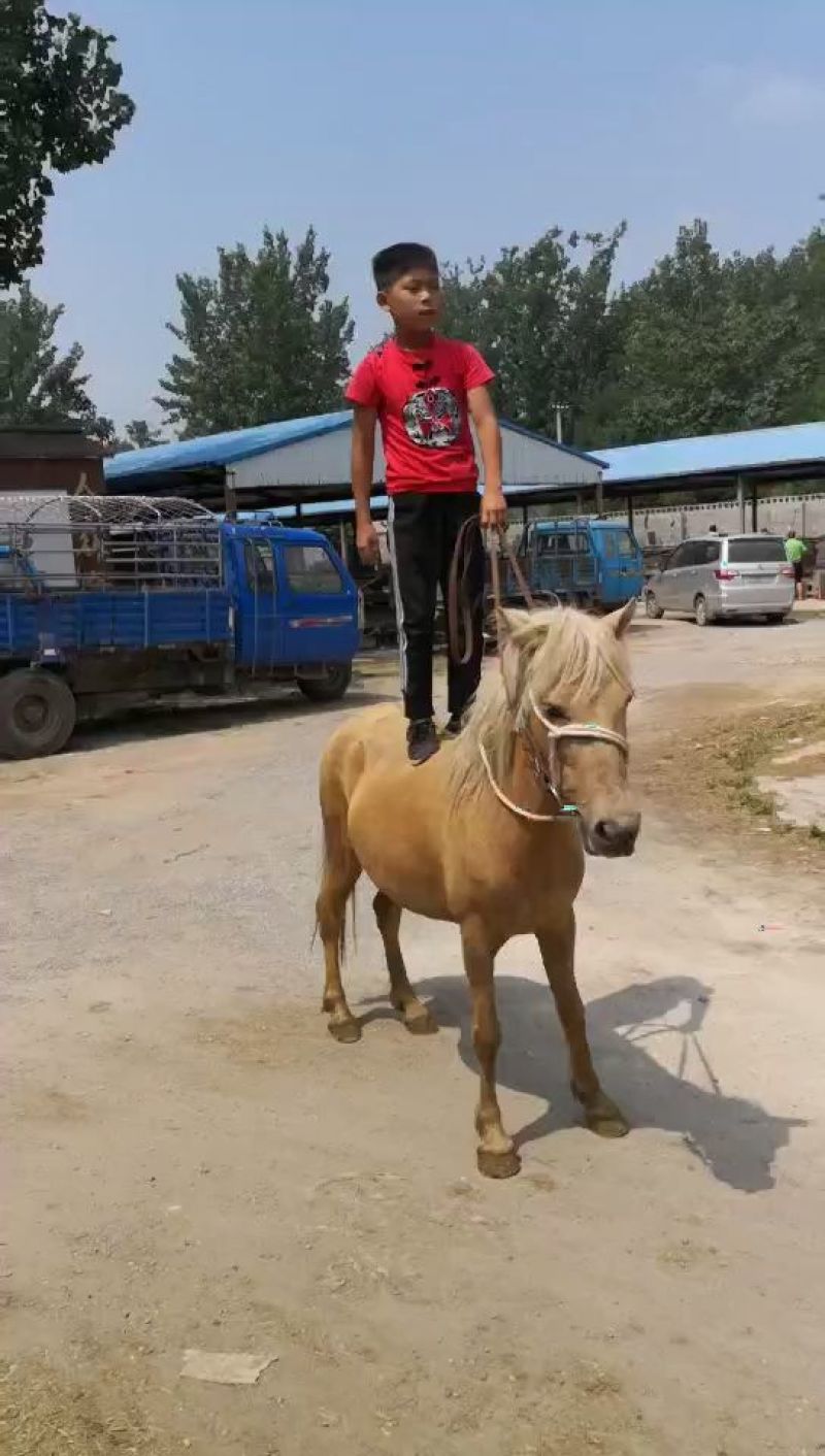 出售骑乘马迷你矮马半血马