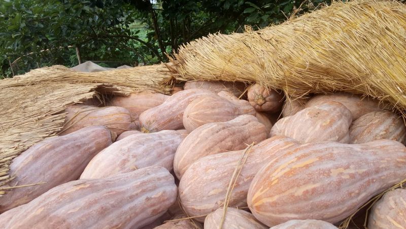 金峰特优密本甜南瓜大量上市中