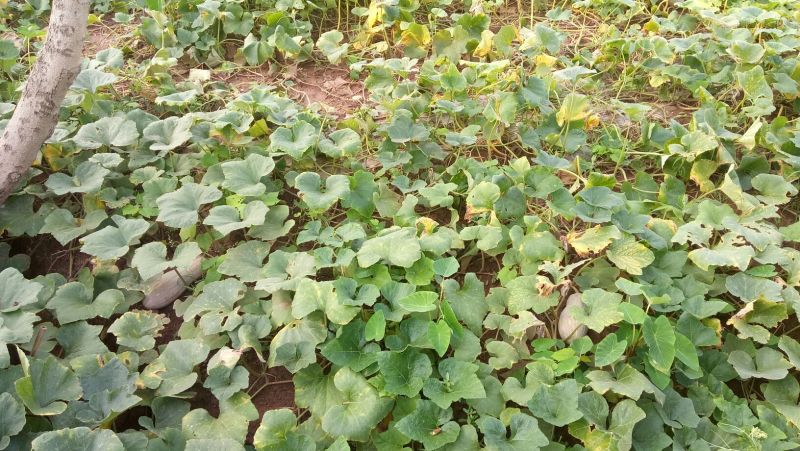 金峰特优密本甜南瓜大量上市中