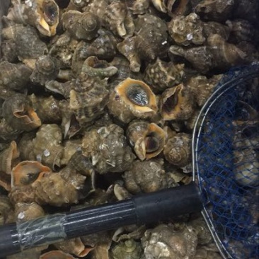 红螺食用鲜活2~5只/kg