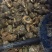 红螺食用鲜活2~5只/kg