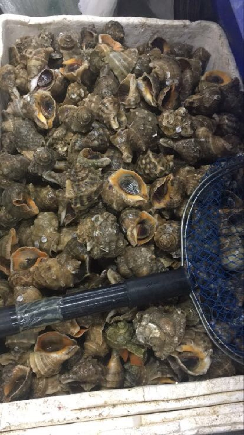 红螺食用鲜活2~5只/kg