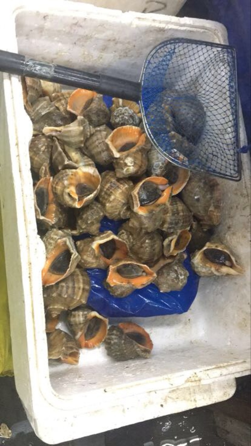 红螺食用鲜活2~5只/kg