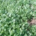大叶香菜15---20公分