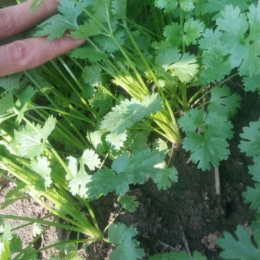 大叶香菜15---20公分
