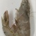 冻虾