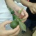香橙种子