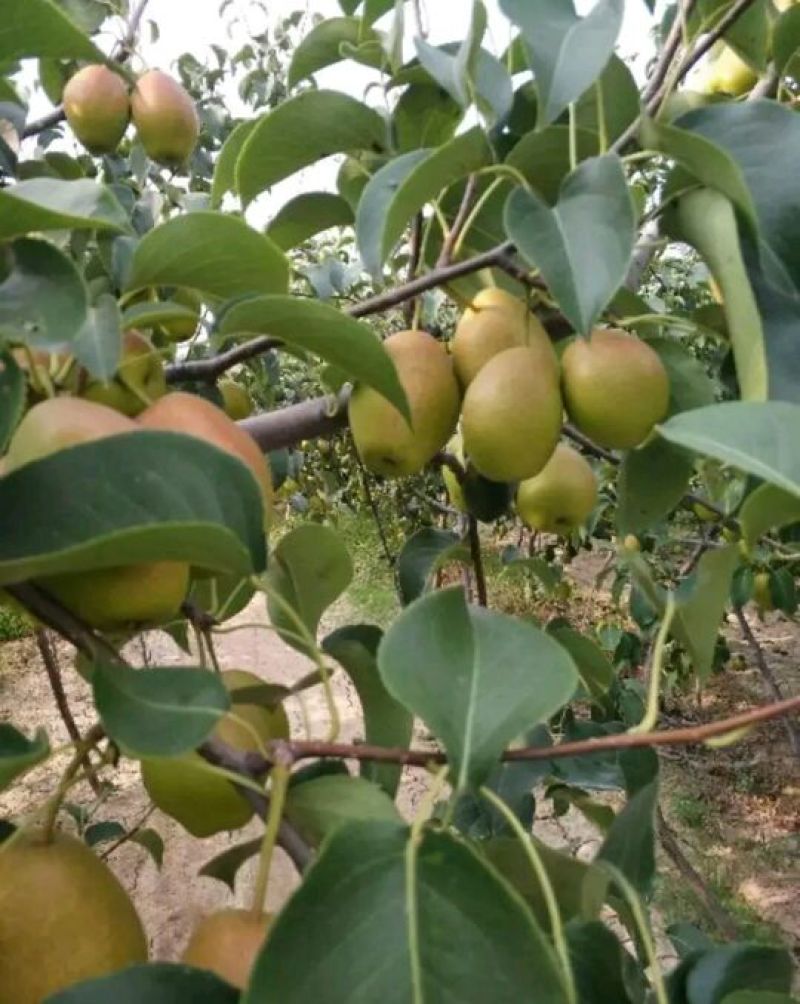 精品蒲城红香酥，大量上市，现货大量供应，欢迎来电咨询