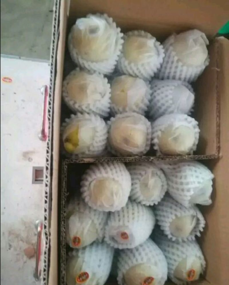 精品蒲城红香酥，大量上市，现货大量供应，欢迎来电咨询