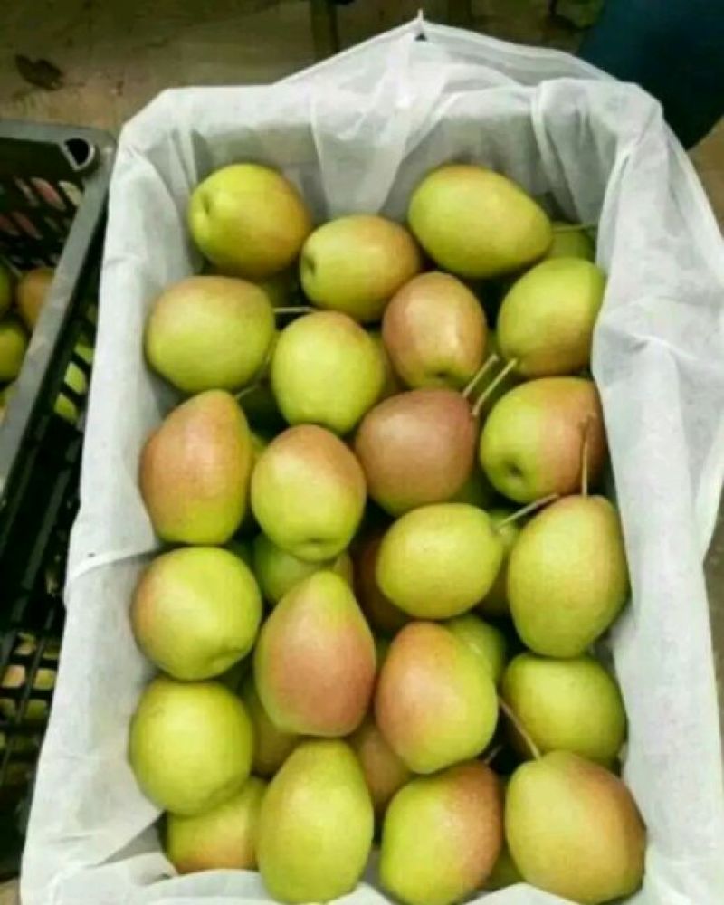 精品蒲城红香酥，大量上市，现货大量供应，欢迎来电咨询