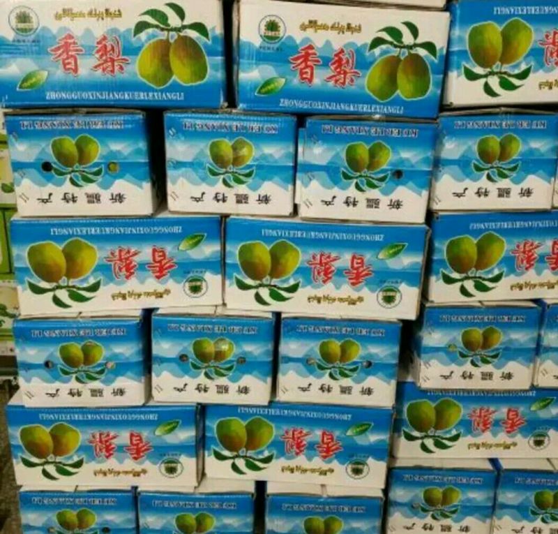 精品蒲城红香酥，大量上市，现货大量供应，欢迎来电咨询