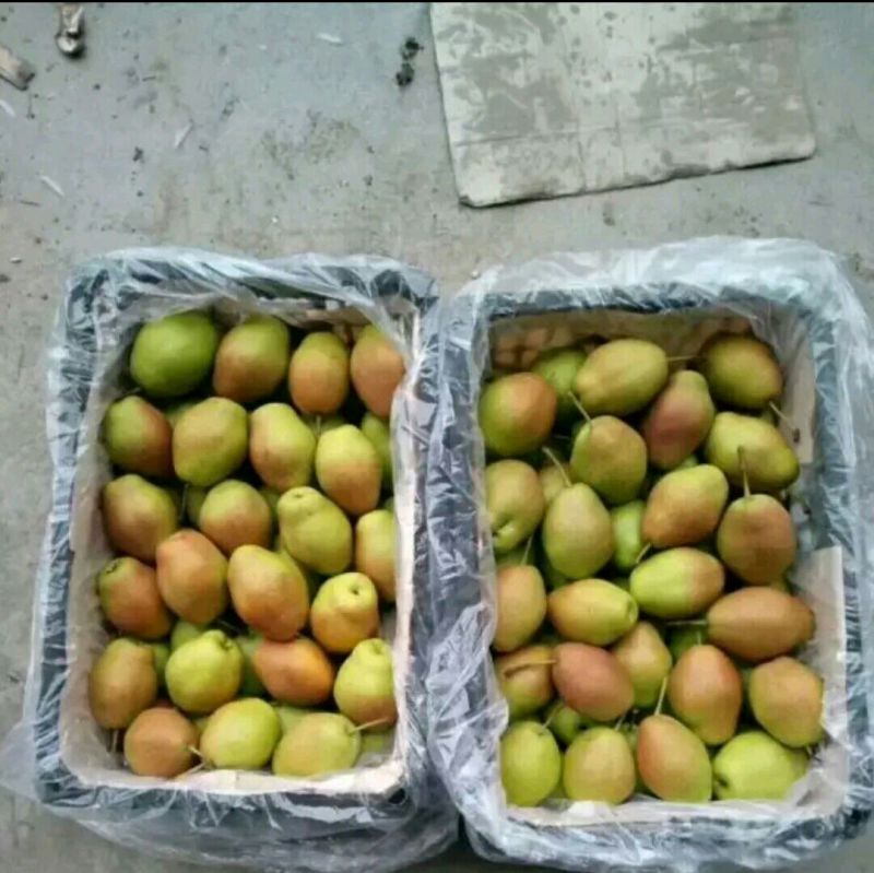 精品蒲城红香酥，大量上市，现货大量供应，欢迎来电咨询