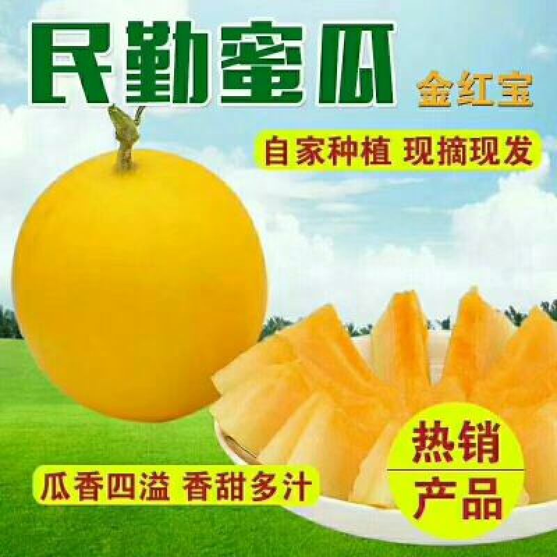 中国蜜瓜之乡——民勤黄河蜜瓜