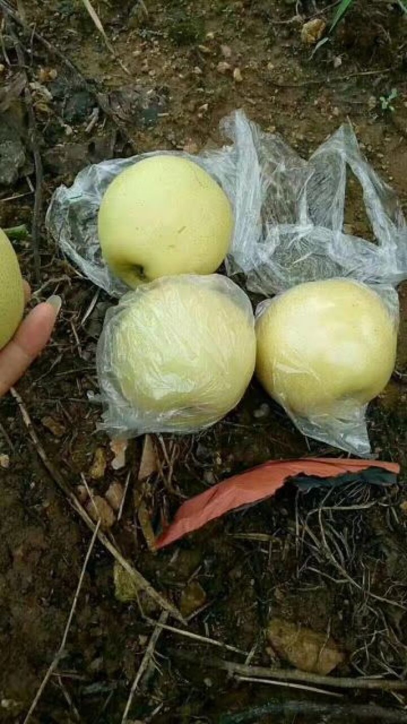 黄金梨半斤以上