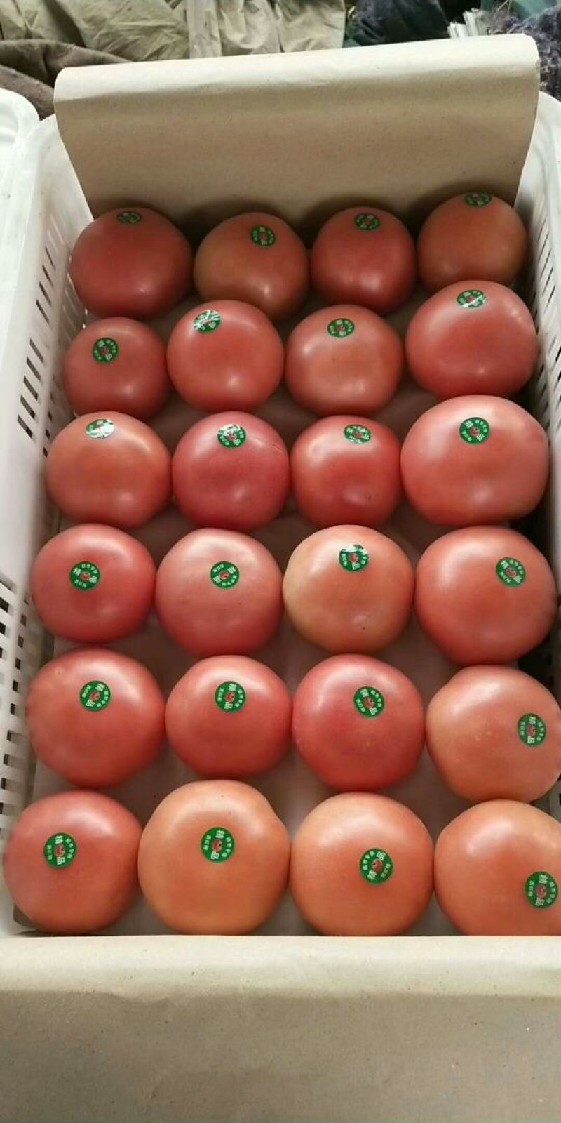 【精品】西红柿货源充足价格优惠欢迎咨询