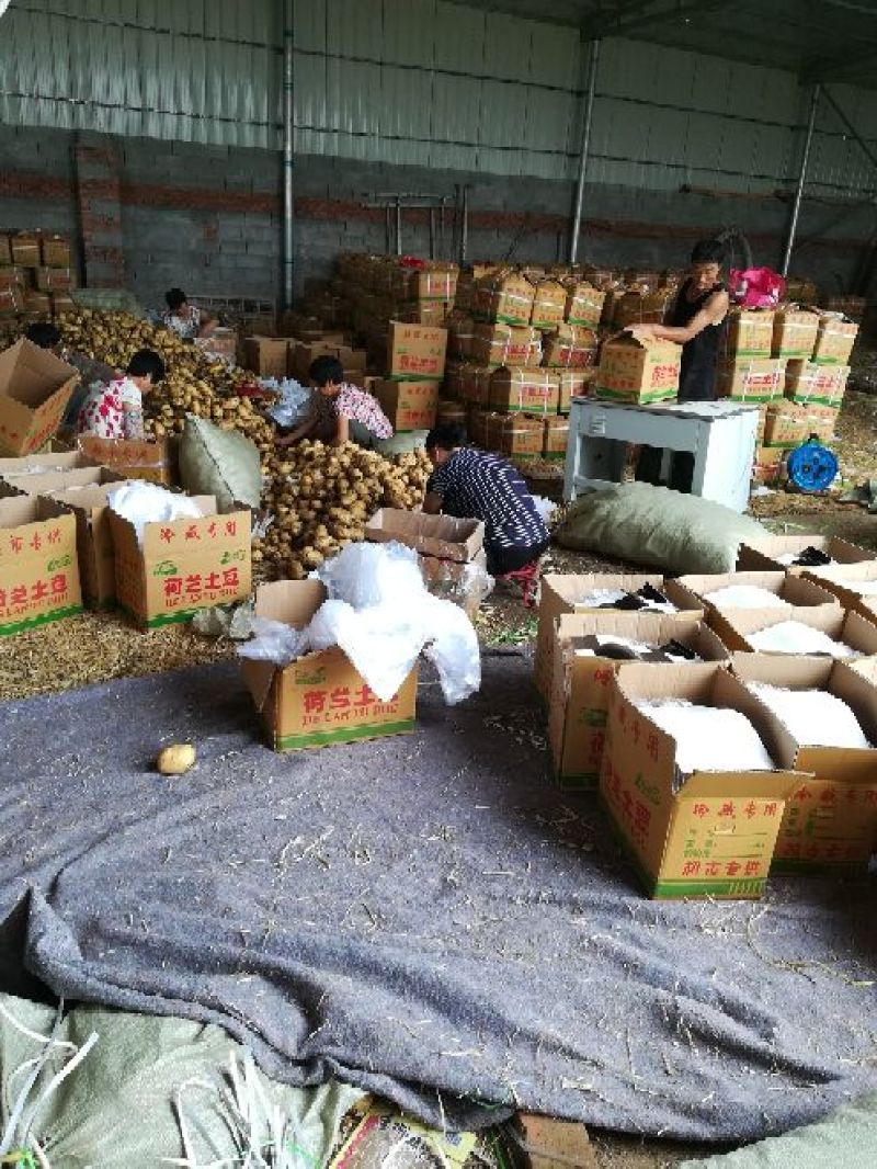 荷兰15土豆大量有货个头足山东精品现挖现发一手货源