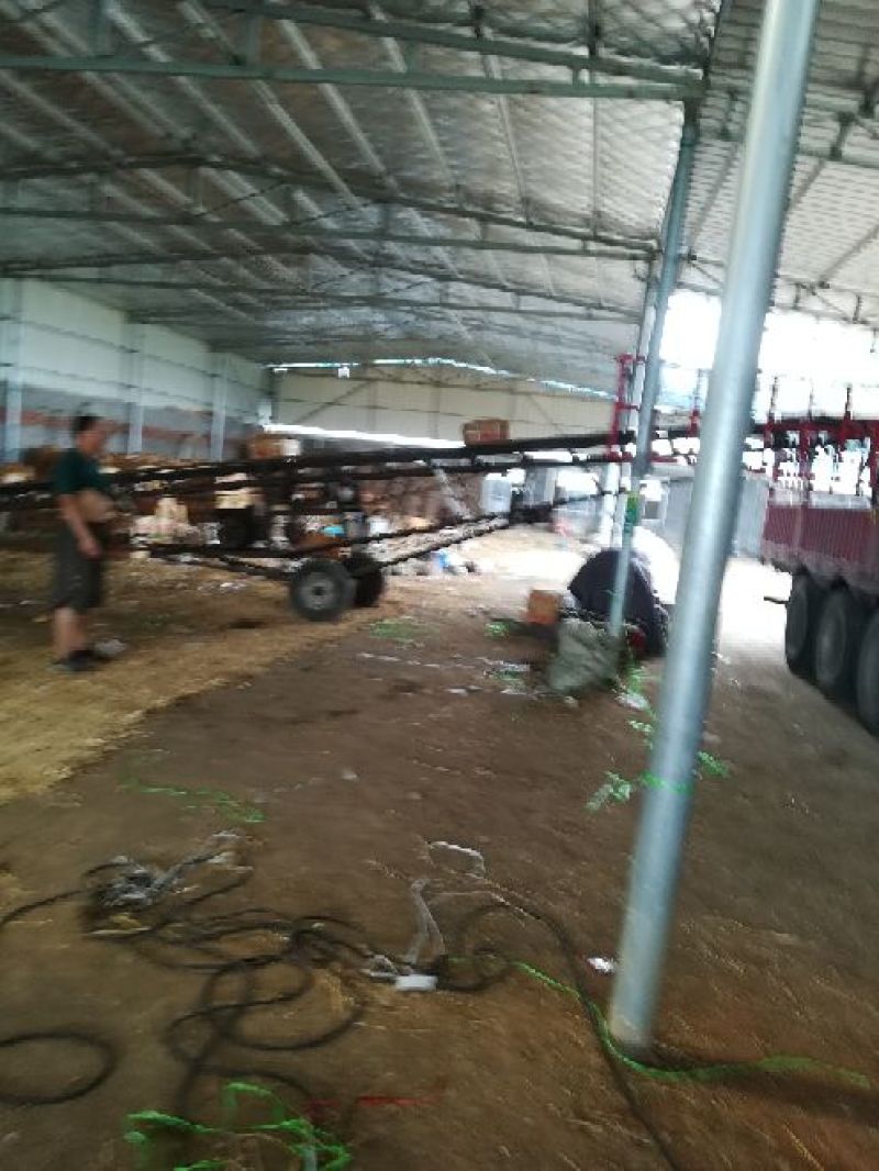 荷兰15土豆大量有货个头足山东精品现挖现发一手货源