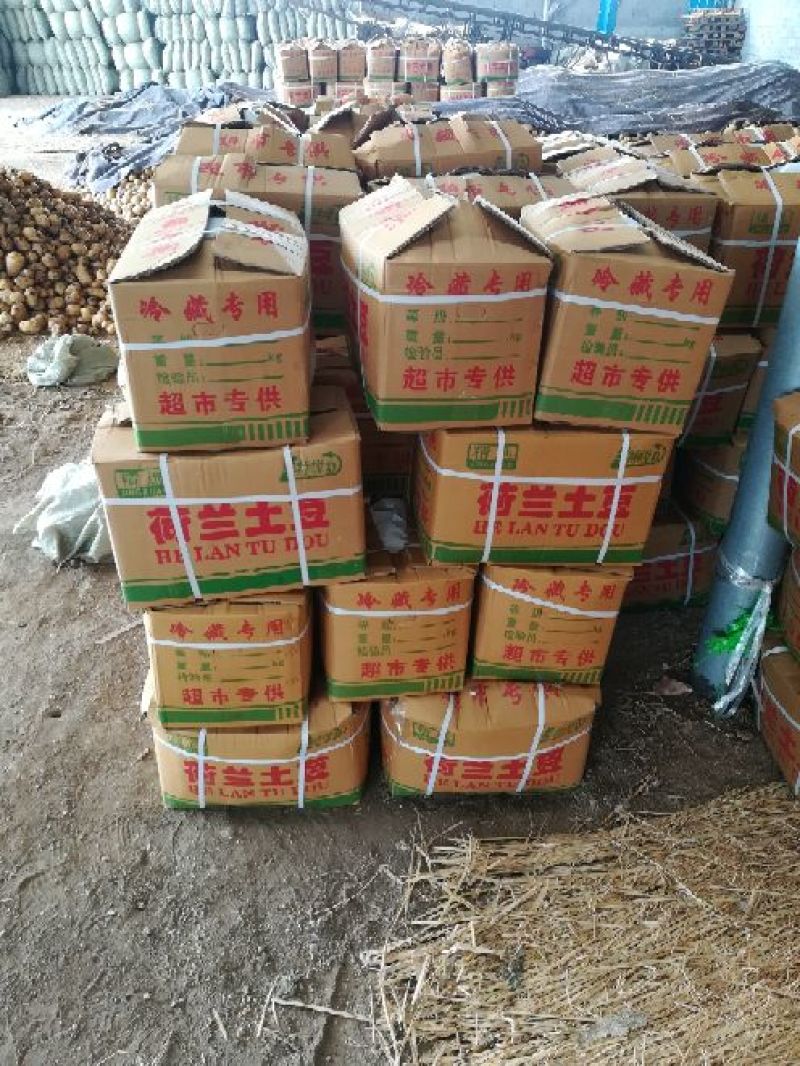 荷兰15土豆大量有货个头足山东精品现挖现发一手货源